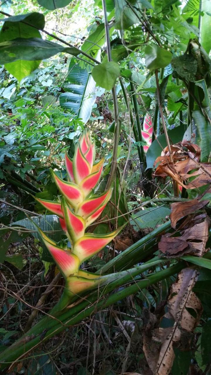 Tierra Oscura Panama Eco Resort المظهر الخارجي الصورة