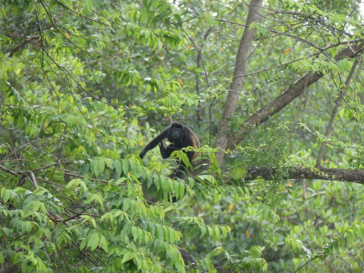 Tierra Oscura Panama Eco Resort المظهر الخارجي الصورة